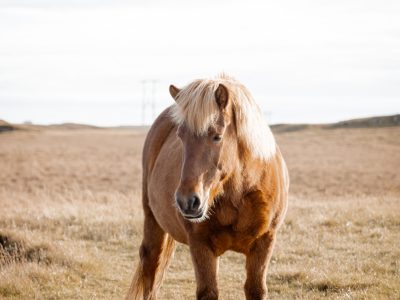 Elopement in Iceland